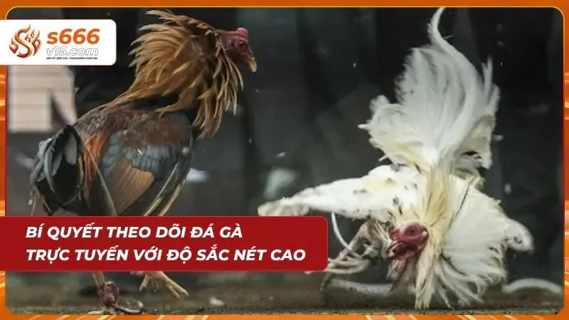 Chất lượng video chuẩn HD nâng tầm trải nghiệm giải trí và bet kèo
